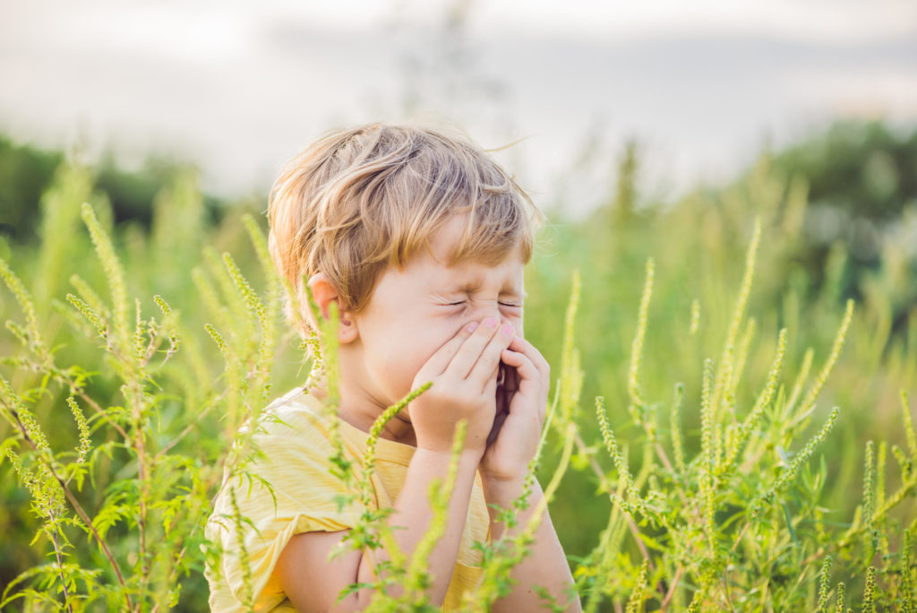 Boy sneezing because of an allergy to ragweed